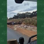 Carreta tomba e derrama ração na BR-070 em Várzea Grande Carreta tomba e derrama ração na BR-070 em Várzea Grande