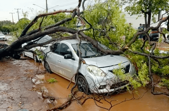 Chuva e ventos fortes derrubam outdoors e árvores em Sorriso
